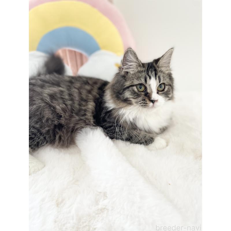 販売中の大阪府のサイベリアン-131156の12枚目