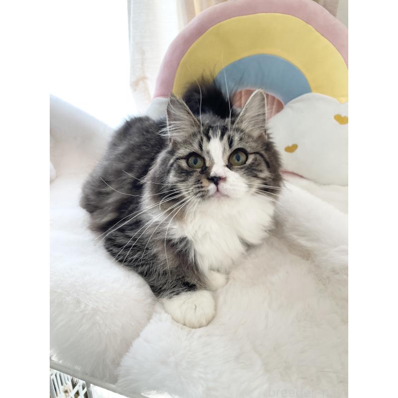 販売中の大阪府のサイベリアン-131156の11枚目