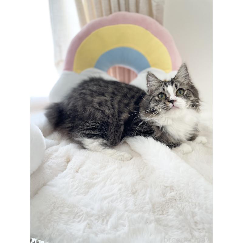 販売中の大阪府のサイベリアン-131156の10枚目