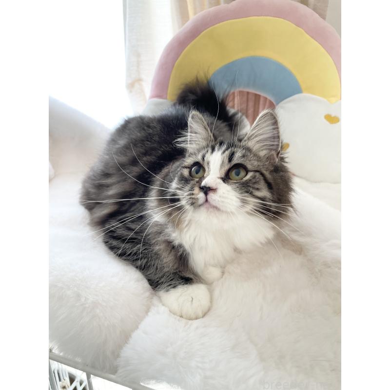 販売中の大阪府のサイベリアン-131156の9枚目