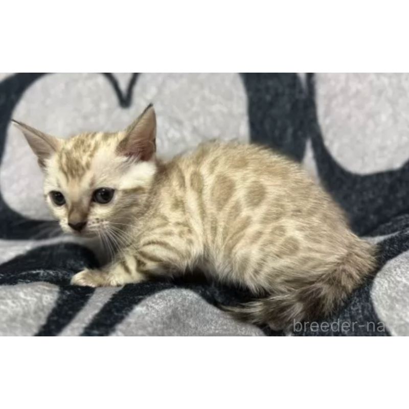 販売中の香川県のベンガル-131155の6枚目