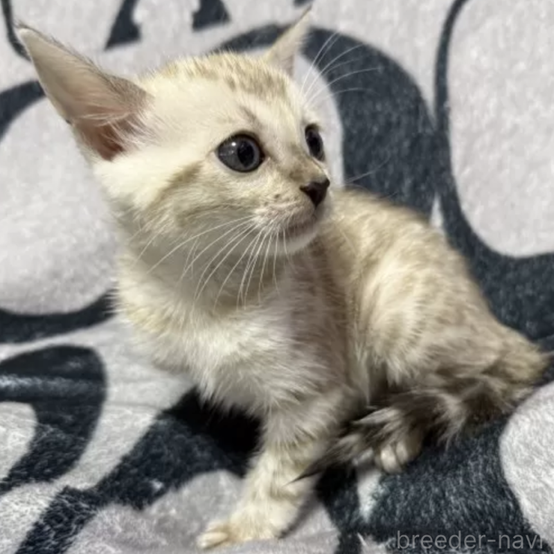 販売中の香川県のベンガル-131155の1枚目