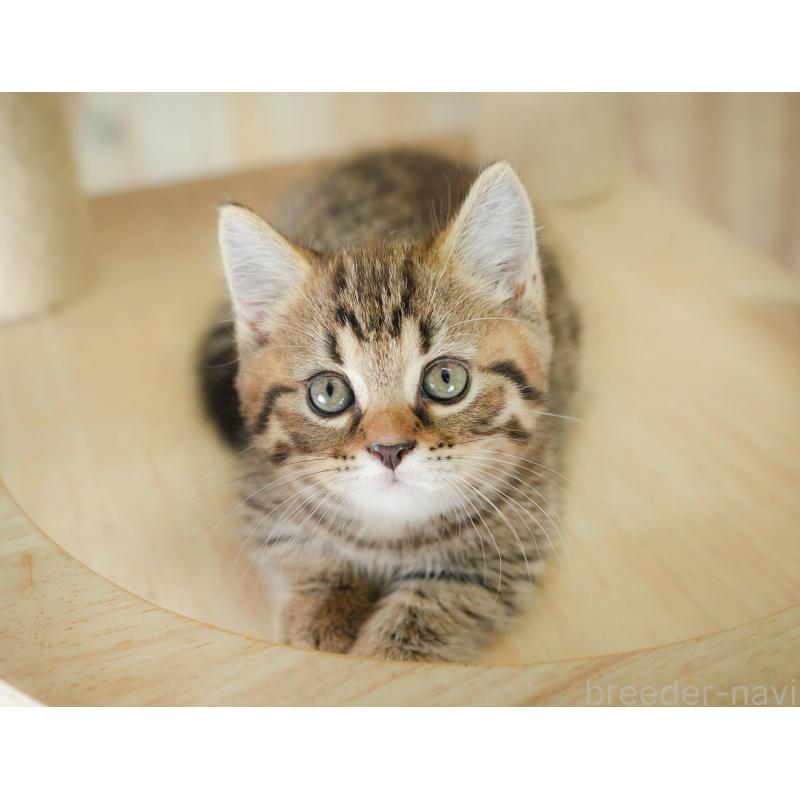 販売中の神奈川県のマンチカン-131158の11枚目