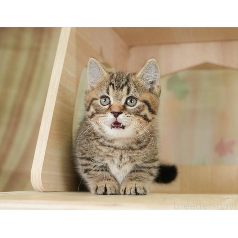 販売中の神奈川県のマンチカン-131158の10枚目