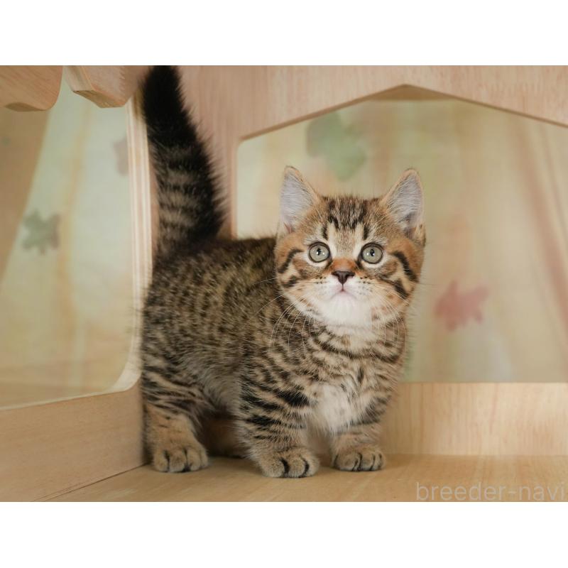 販売中の神奈川県のマンチカン-131158の9枚目