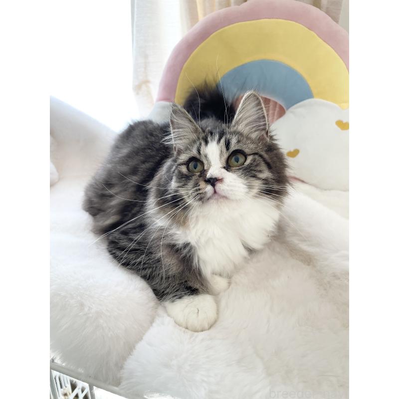 販売中の大阪府のサイベリアン-131156の5枚目