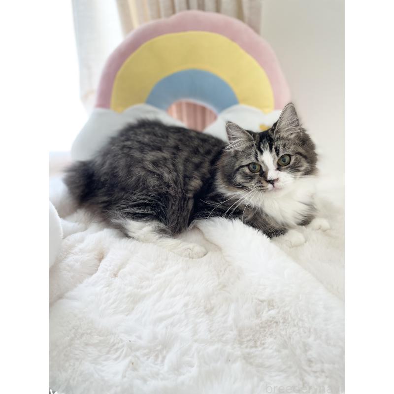 販売中の大阪府のサイベリアン-131156の4枚目