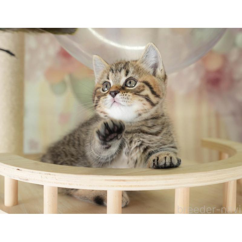 販売中の神奈川県のマンチカン-131158の8枚目