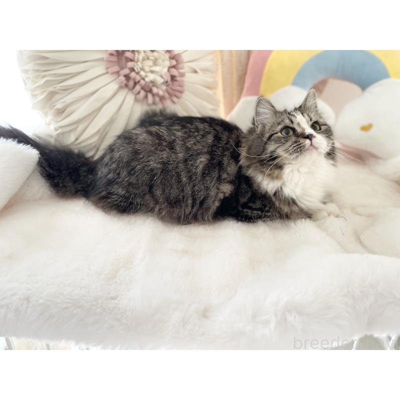 販売中の大阪府のサイベリアン-131156の3枚目