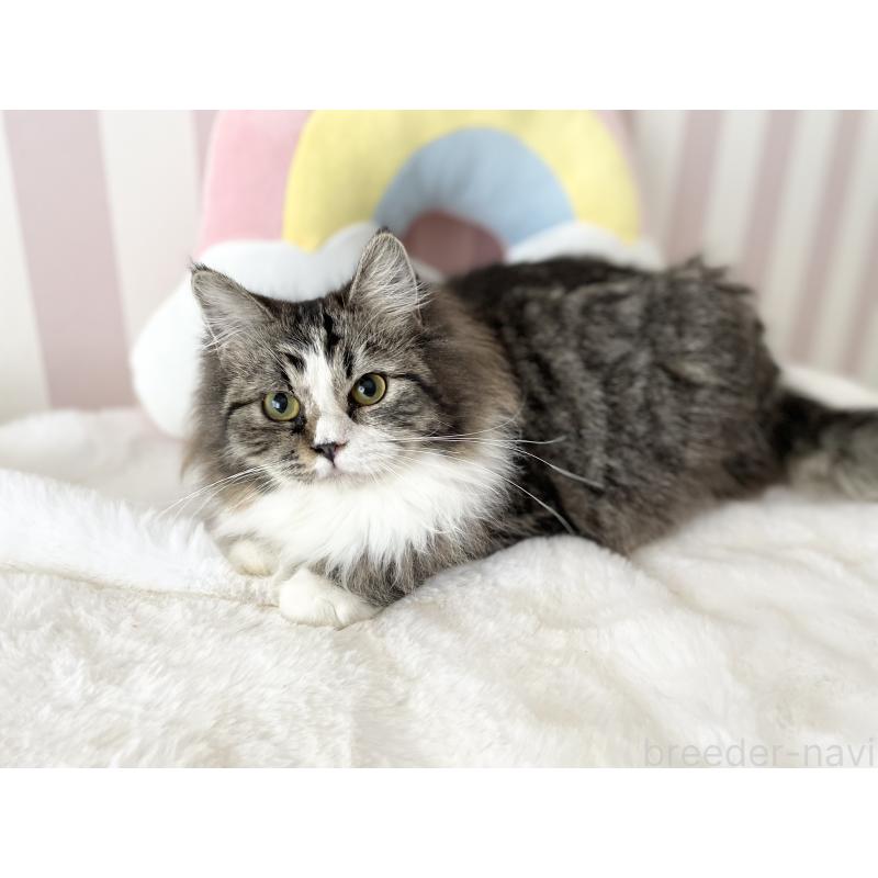 販売中の大阪府のサイベリアン-131156の2枚目