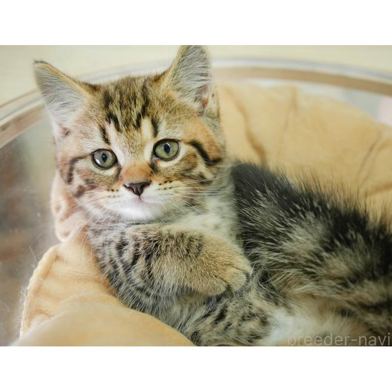 販売中の神奈川県のマンチカン-131158の6枚目