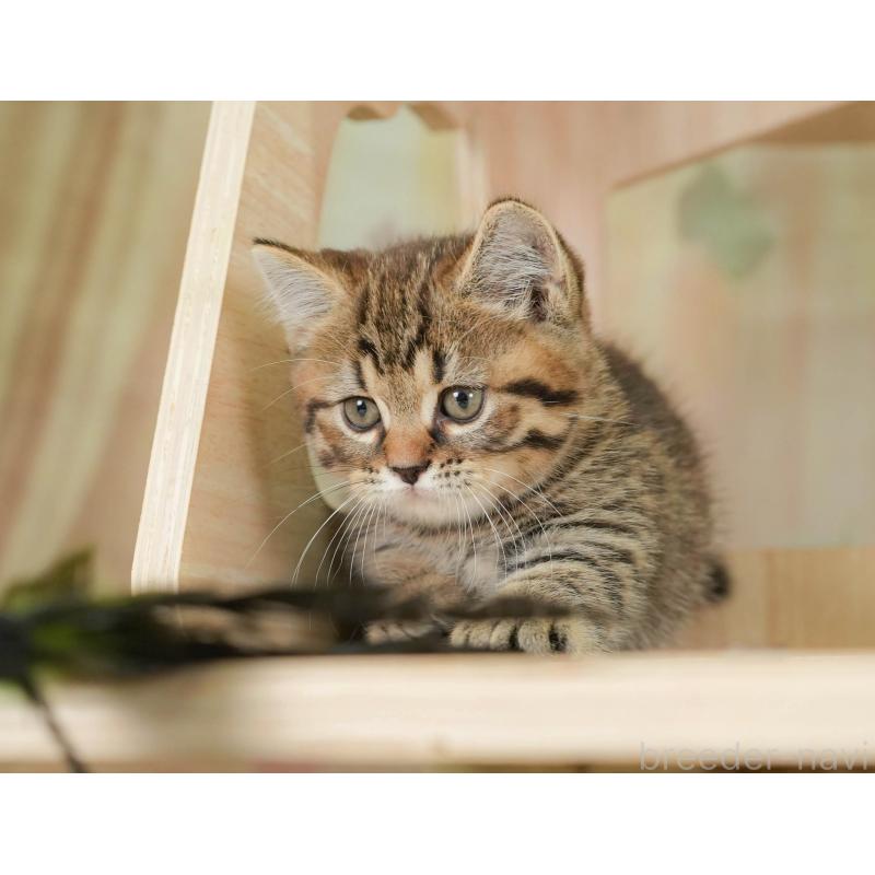 販売中の神奈川県のマンチカン-131158の5枚目