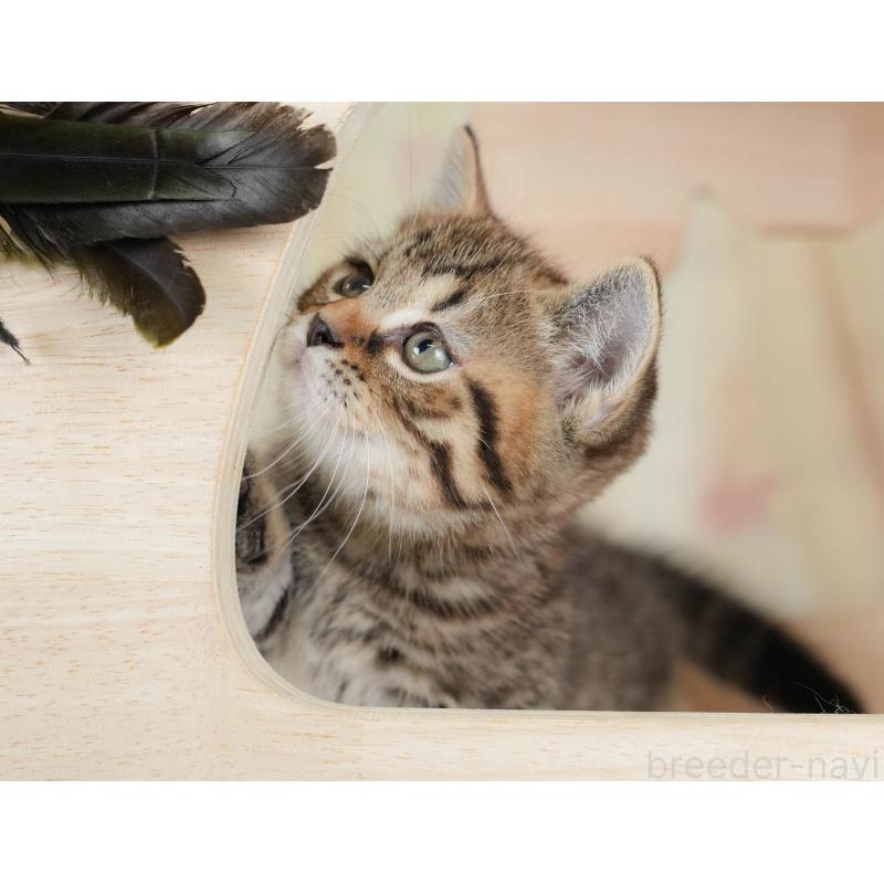 販売中の神奈川県のマンチカン-131158の4枚目