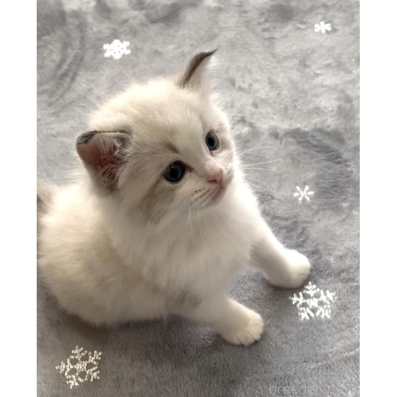 販売中の大分県のラグドール-131183の5枚目