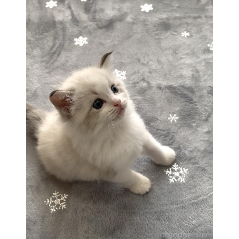 販売中の大分県のラグドール-131183の4枚目