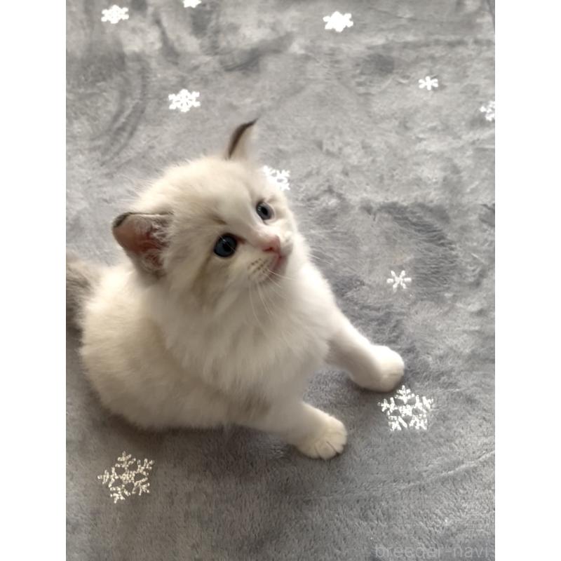 販売中の大分県のラグドール-131183の3枚目