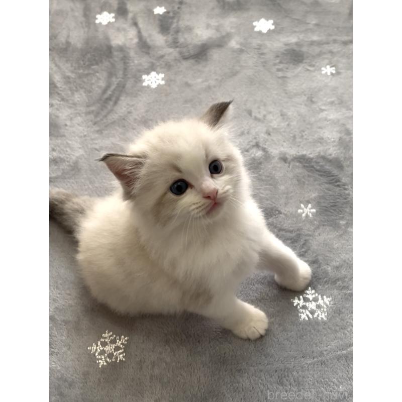 販売中の大分県のラグドール-131183の2枚目