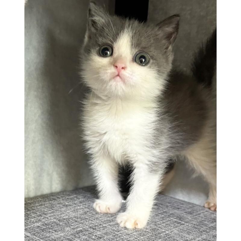 販売中の静岡県のブリティッシュショートヘア-131184の6枚目