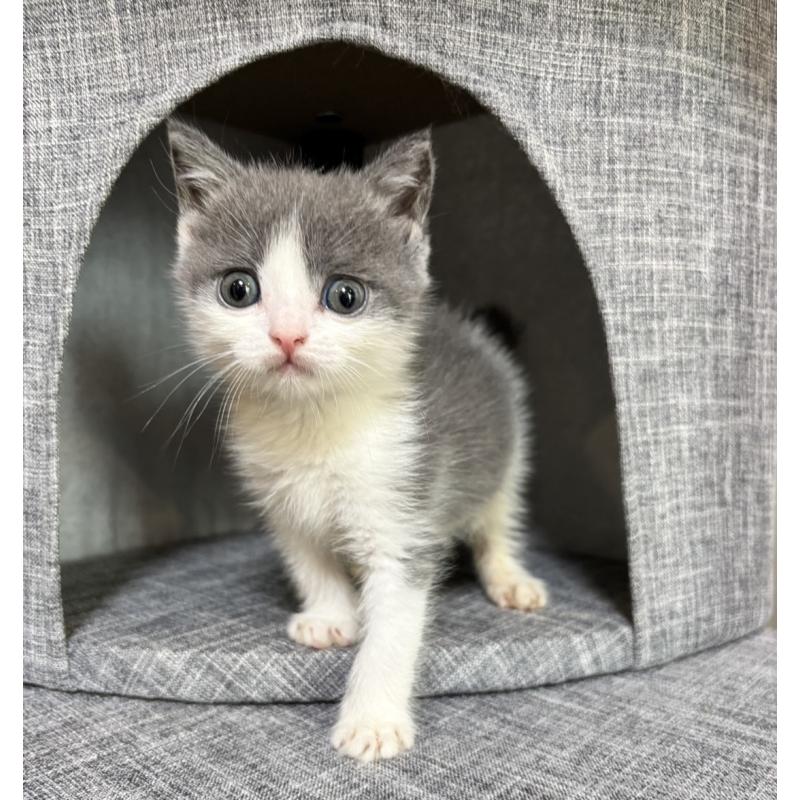 販売中の静岡県のブリティッシュショートヘア-131184の5枚目