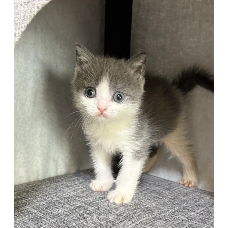 販売中の静岡県のブリティッシュショートヘア-131184の3枚目