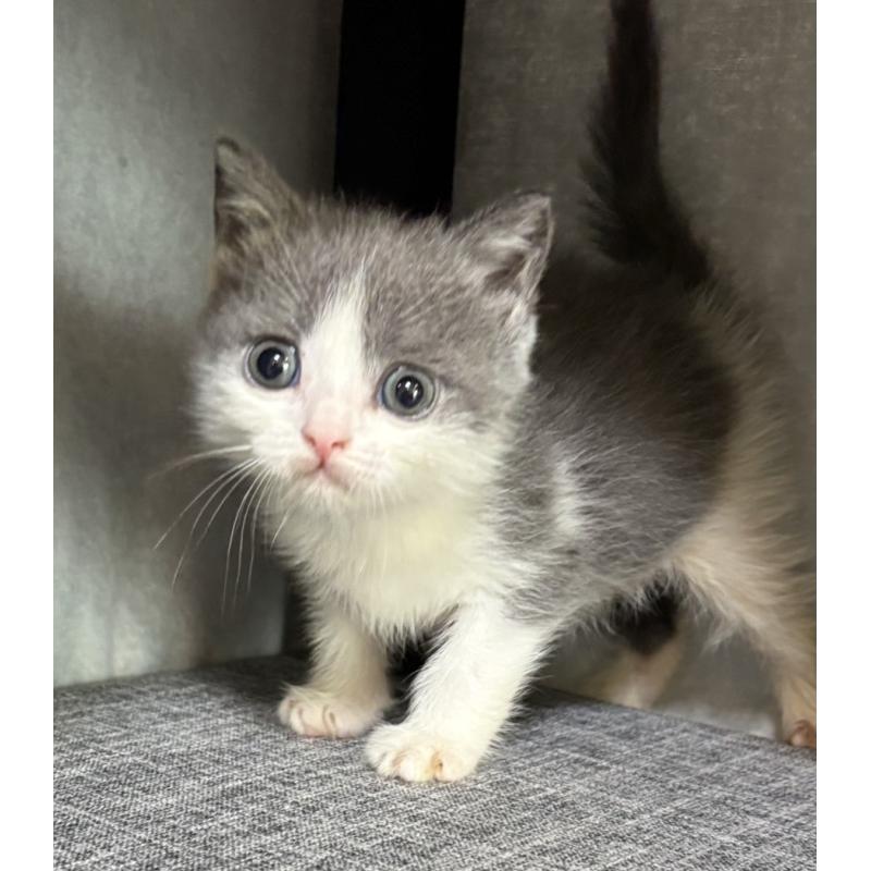 販売中の静岡県のブリティッシュショートヘア-131184の4枚目