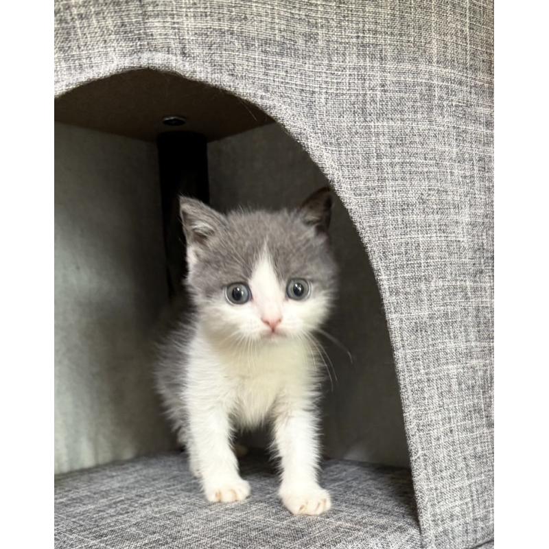 販売中の静岡県のブリティッシュショートヘア-131184の2枚目