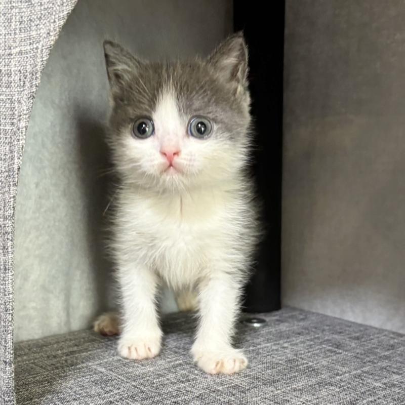 販売中の静岡県のブリティッシュショートヘア-131184の1枚目