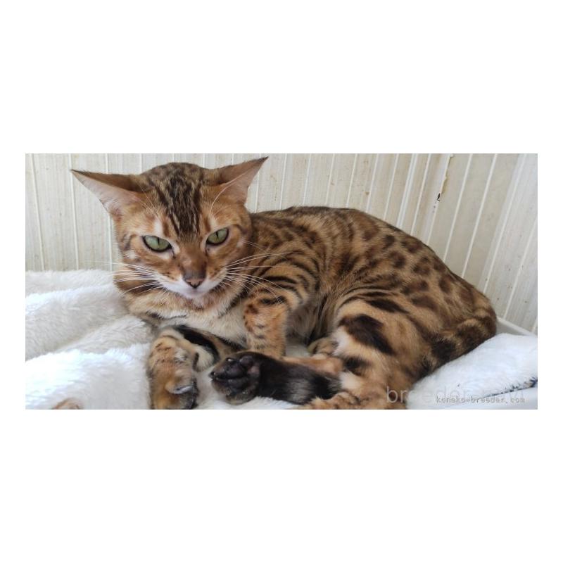 販売中の千葉県のベンガル-131186の2枚目