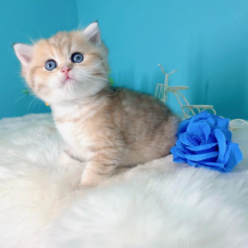 販売中の大阪府のブリティッシュショートヘア-131185の5枚目