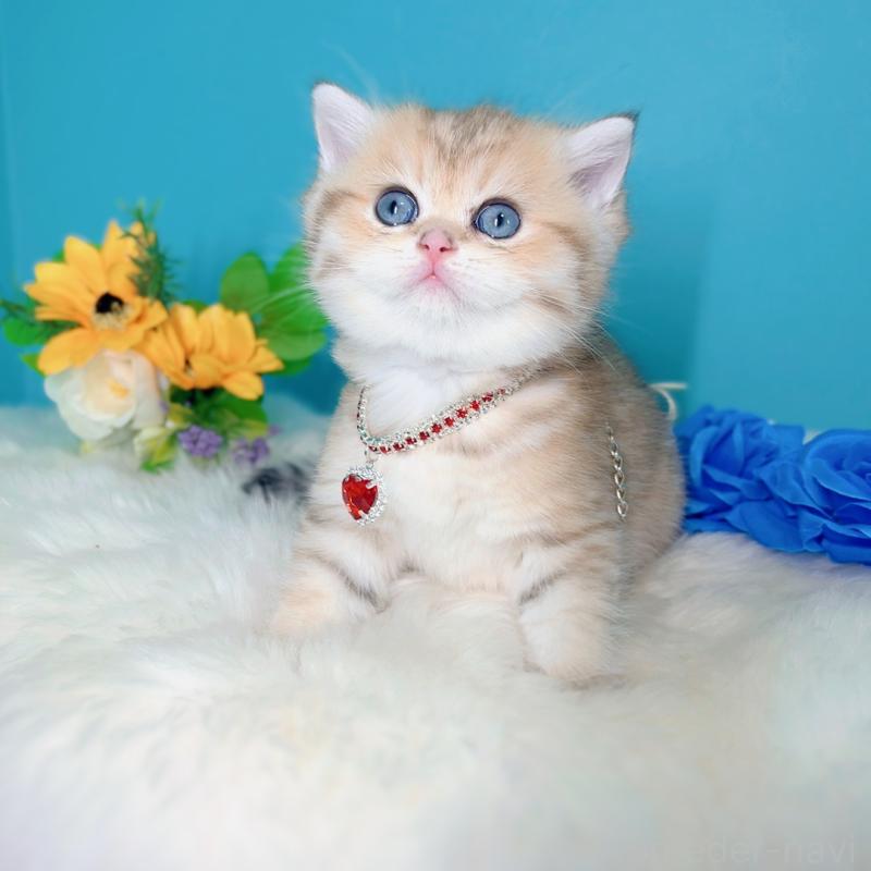 販売中の大阪府のブリティッシュショートヘア-131185の4枚目