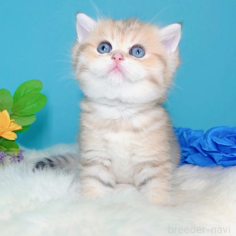 販売中の大阪府のブリティッシュショートヘア-131185の3枚目