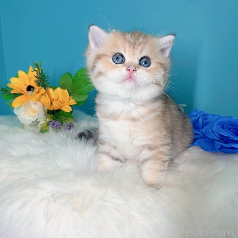 販売中の大阪府のブリティッシュショートヘア-131185の2枚目