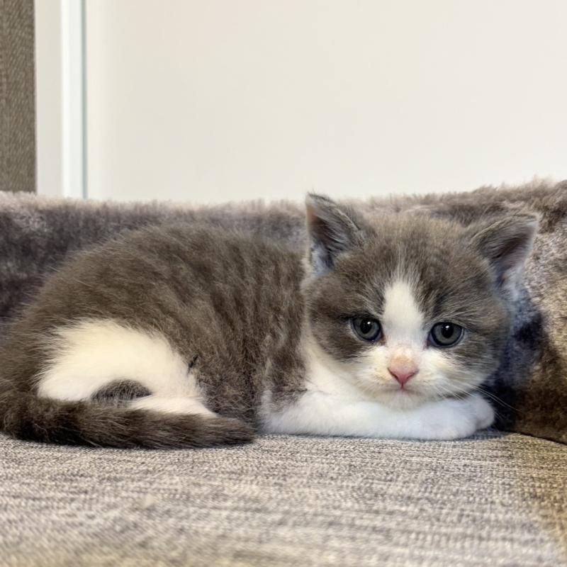 販売中の静岡県のブリティッシュショートヘア-131187の6枚目