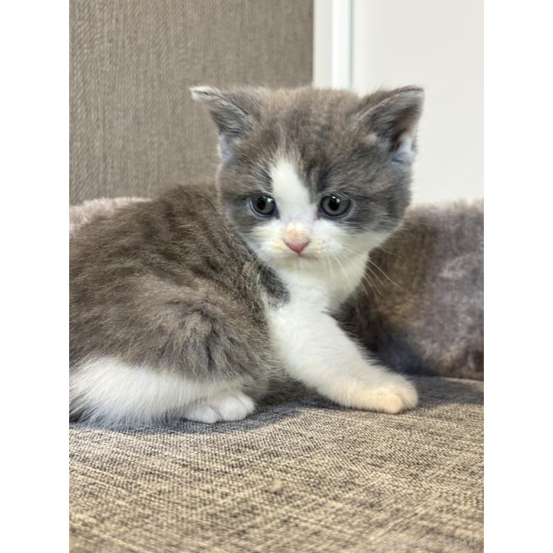 販売中の静岡県のブリティッシュショートヘア-131187の5枚目