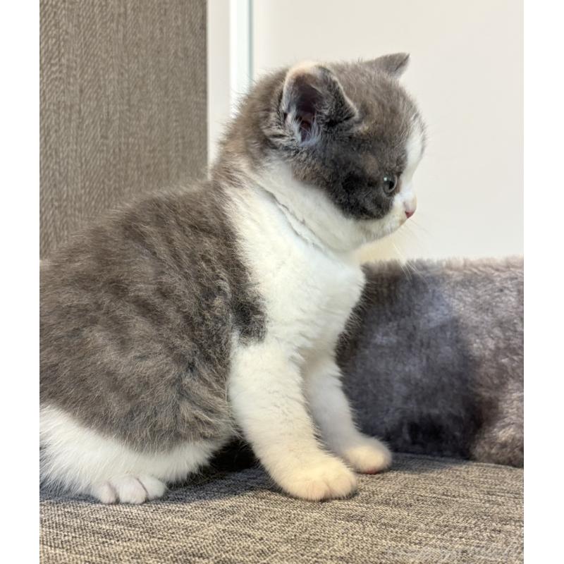 販売中の静岡県のブリティッシュショートヘア-131187の4枚目