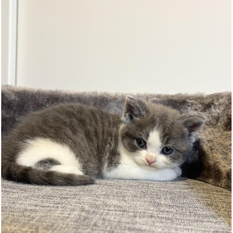 販売中の静岡県のブリティッシュショートヘア-131187の3枚目