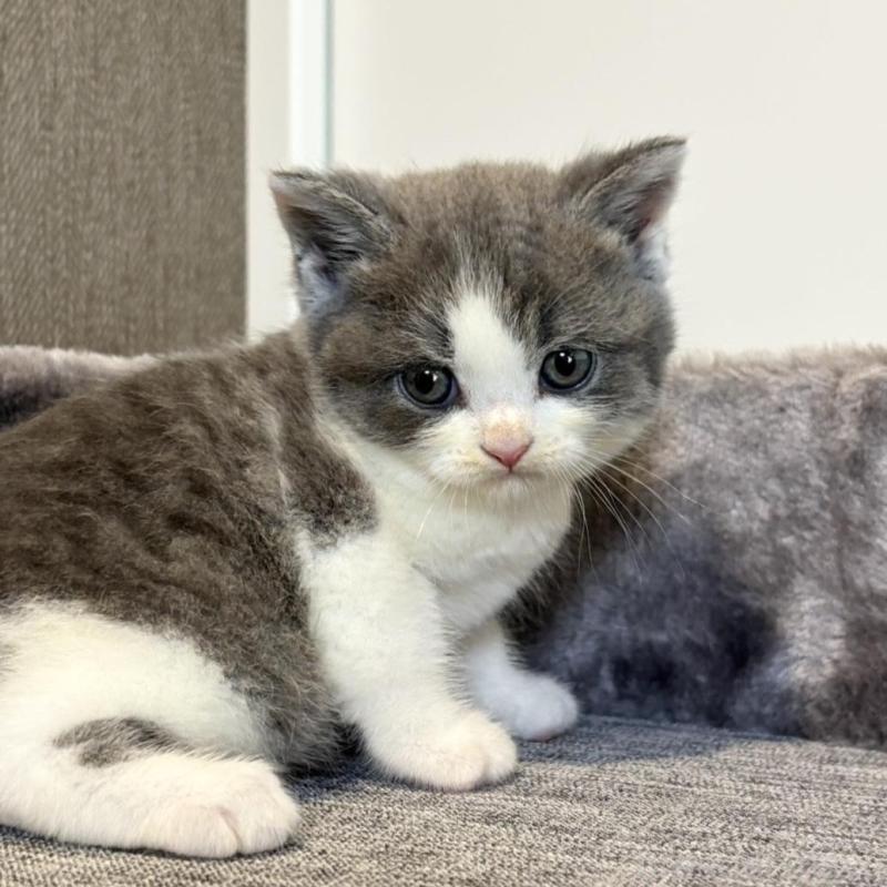 販売中の静岡県のブリティッシュショートヘア-131187の2枚目