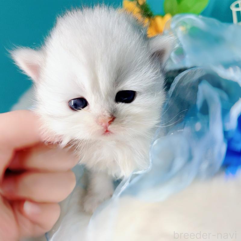 販売中の大阪府のブリティッシュロングヘア-131188の1枚目