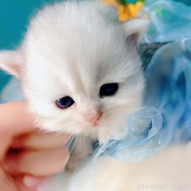 販売中の大阪府のブリティッシュロングヘア-131188の4枚目