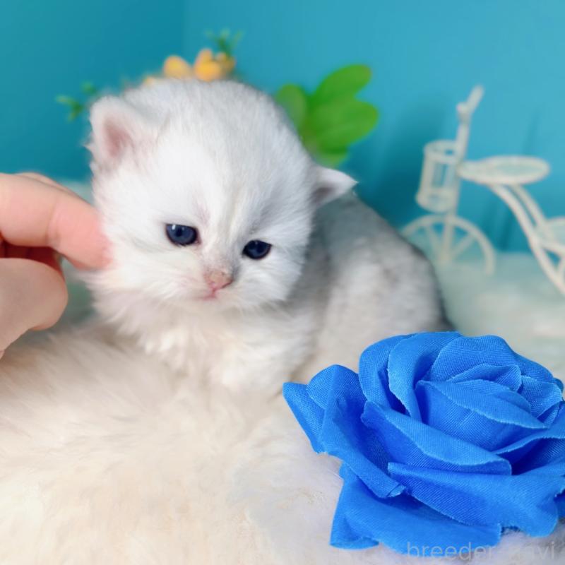 販売中の大阪府のブリティッシュロングヘア-131188の3枚目