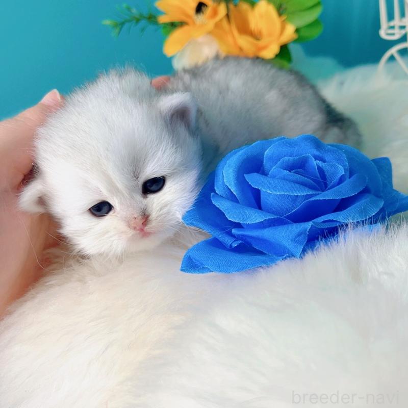 販売中の大阪府のブリティッシュロングヘア-131188の2枚目