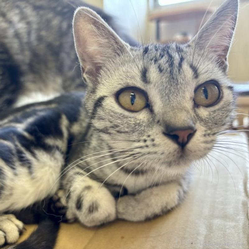 販売中の千葉県のアメリカンショートヘア-131189の1枚目