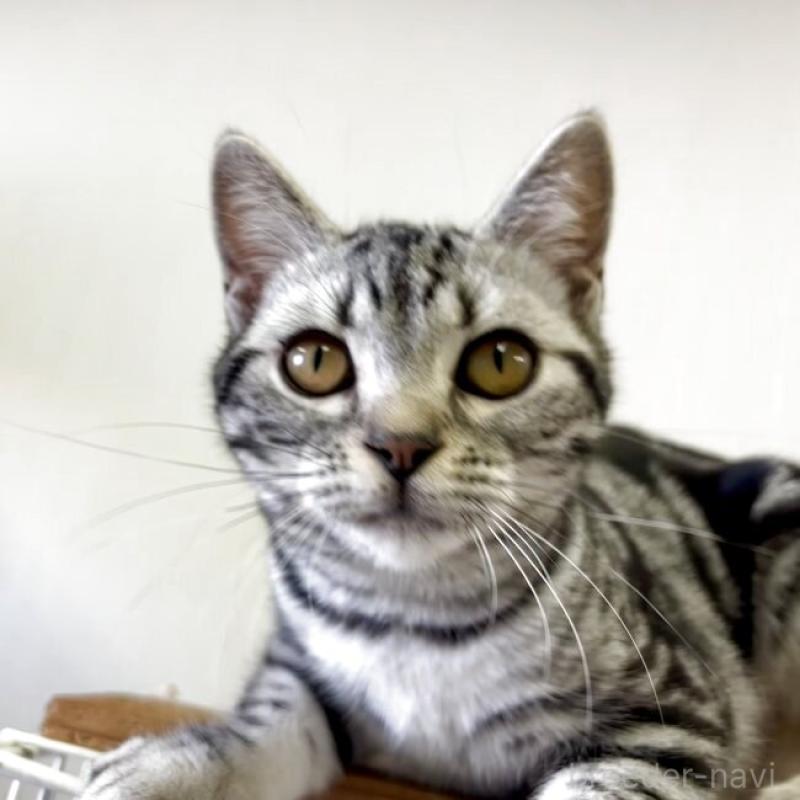 販売中の千葉県のアメリカンショートヘア-131189の2枚目