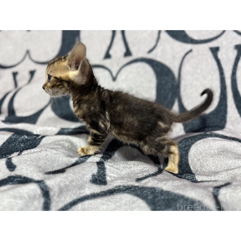 販売中の香川県のベンガル-131154の5枚目