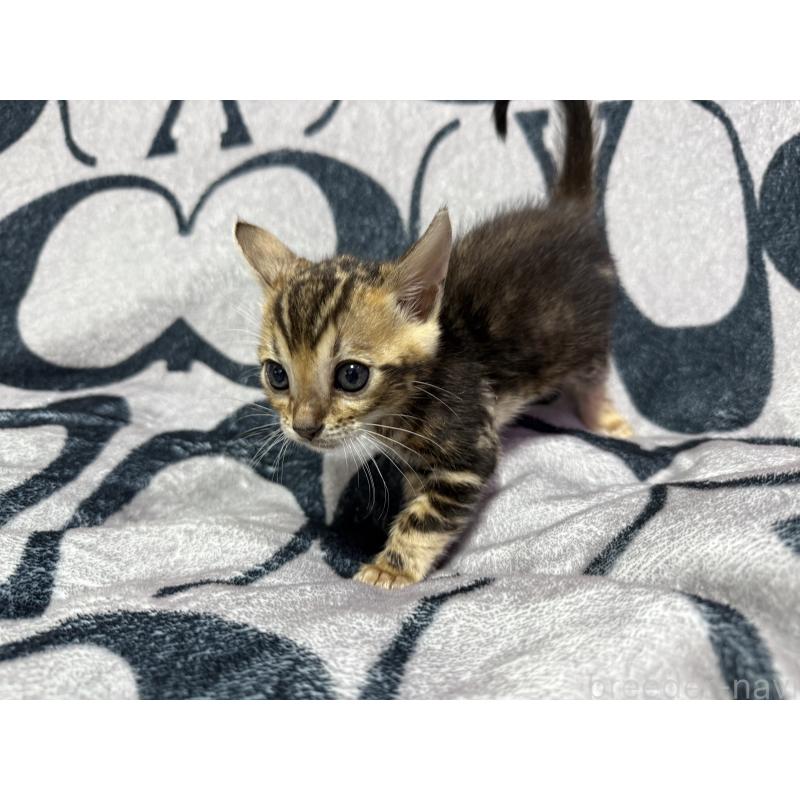 販売中の香川県のベンガル-131154の4枚目