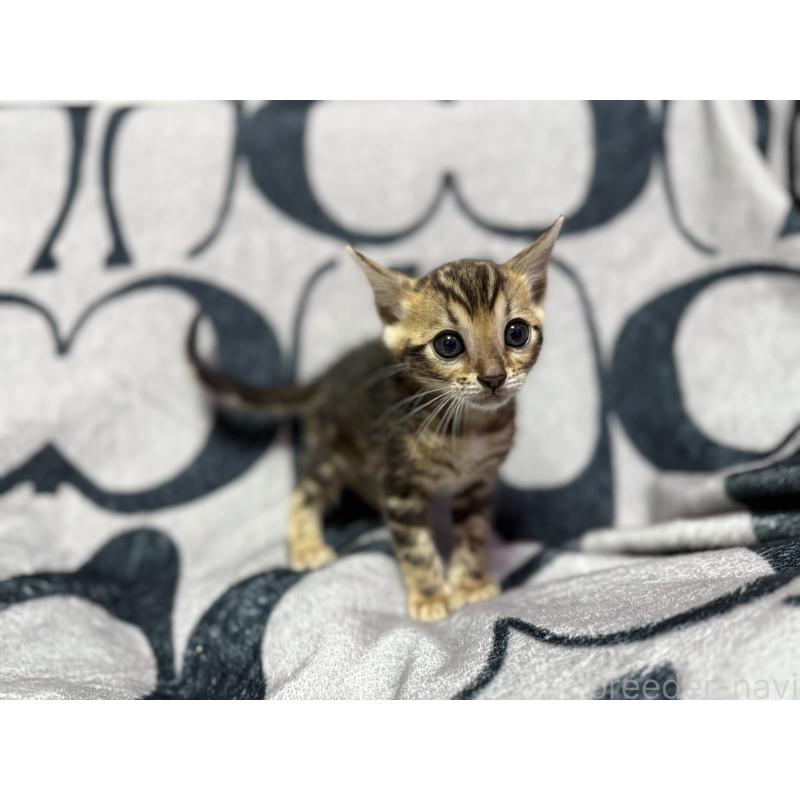 販売中の香川県のベンガル-131154の3枚目