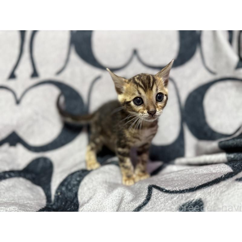 販売中の香川県のベンガル-131154の2枚目