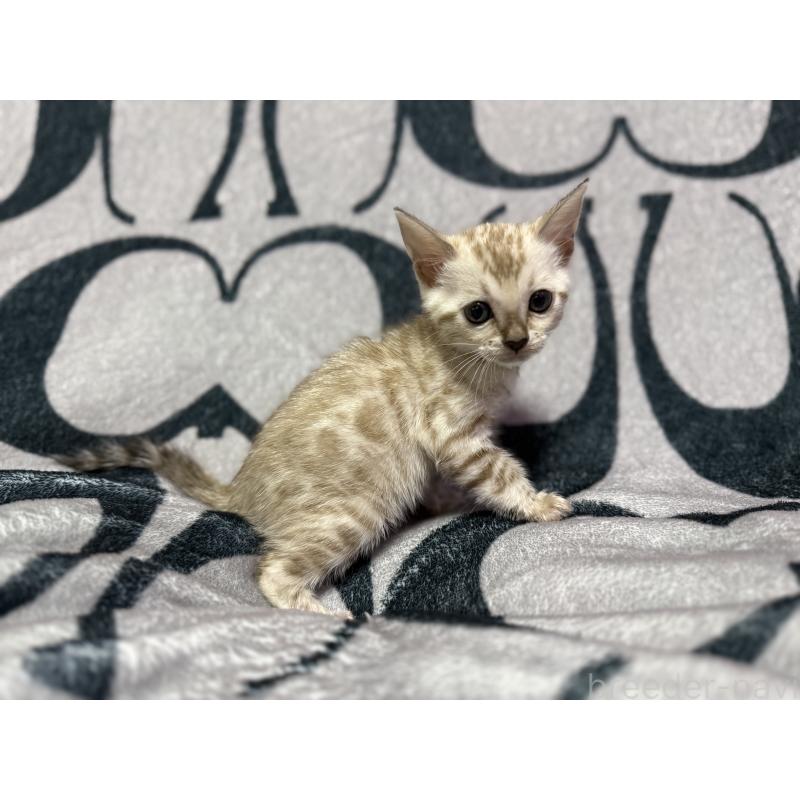 販売中の香川県のベンガル-131155の5枚目