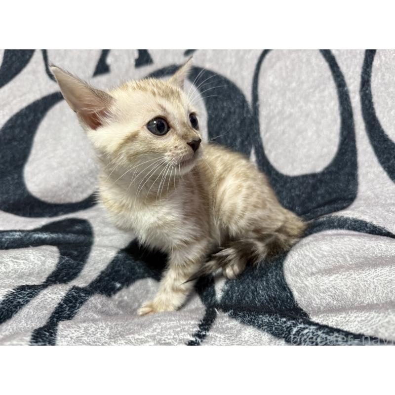 販売中の香川県のベンガル-131155の4枚目