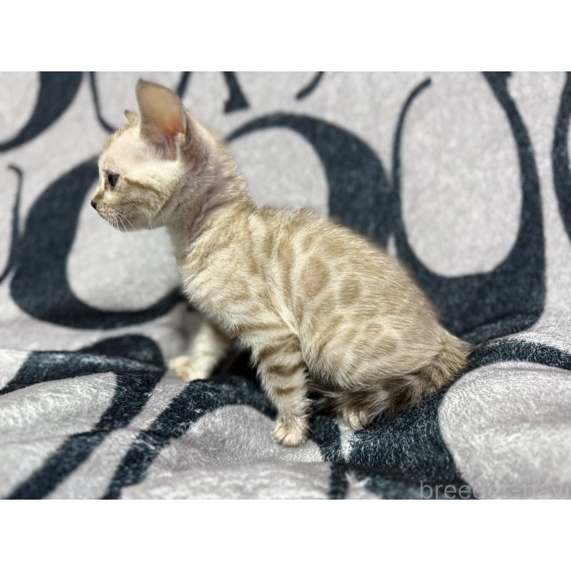 販売中の香川県のベンガル-131155の3枚目